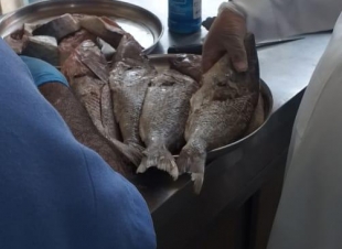 أمانة جدة تتلف 194 كيلو من الأسماك الفاسدة وتزيل بسط عشوائية بنطاق خزام