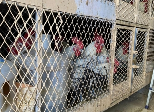 الفرق البيطرية بفرع البيئة والمياه والزراعة بمنطقه المدينة المنورة تباشر أعمالها ضمن جولات رقابية لقانون الرفق بالحيوان