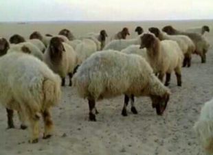 بعد 17 عاما راعية اغنام تحصل على رواتبها وتعود إلى بلادها
