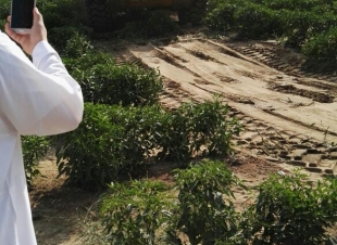 أمانة مكة تزيل مزارع وتتلف محاصيل غير صحية