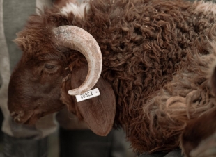 مسالخ أمانة الجوف وبلدياتها تنهي تجهيز 4992 ذبيحة خلال أول أيام عيد الأضحى