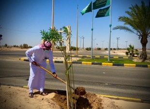 بلدية الناصفة تفعّل مبادرة التشجير            في الشوارع الرئيسية           