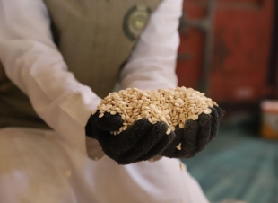 احباط محاولة تهريب اقراص امفيتامين بميناء جدة.