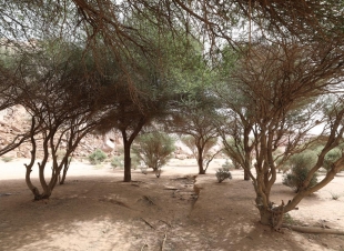 رئيس المركز الوطني لتنمية الغطاء النباتي ومكافحة التصحر: ما حققته رؤية 2030 لسلامة بيئة المملكة يفوق كل التوقعات