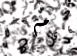 موت حروفٍ بكماء ..