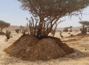 إعادة غرس الأشجار المقتلعة في الافلاج 