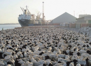 بزيادة بلغت 10.88٪؜ عن نفس الفترة العام السابق موانئ 567 ألف ماشية دخلوا المملكة خلال يوليو 2018