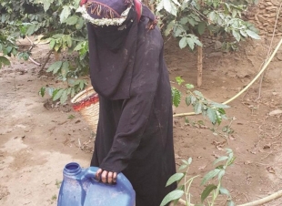 جميلة المالكي أول مُزارعة للبُن الخولاني بجبال الداير بني مالك 