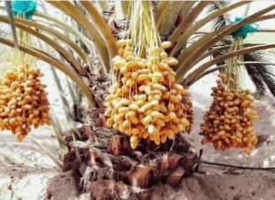 مصنع إقليمي لمخلفات التمور ب 2.5 مليار يوفر2000 وظيفة