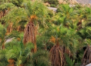 حرئق هائل يجتاح غابات جبل عمد بمركز ثقيف 