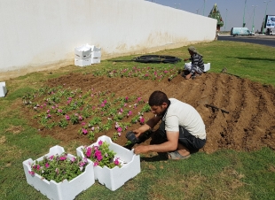 بلدية المسارحة تزرع أكثر من 700 نخلة في الشوارع الرئيسية.. والعمل مستمر..*