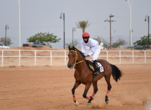 *ستون ألف ريال جوائز الفائزين في المحفل الثالث على ميدان فروسية العقيق بالباحة*