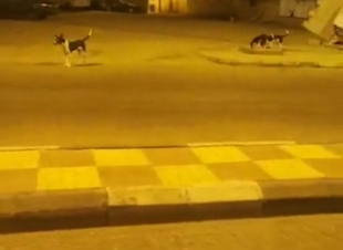 الكلاب الضالة تهدد حياة أطفال الطوال والأهالي أين دور البلدي