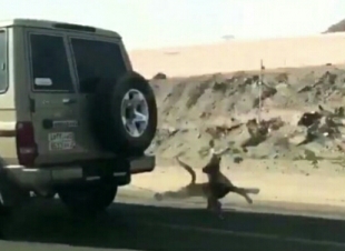 الغرامة والتشهير ل معذب الكلب  في الطائف 