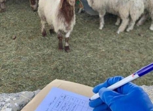 فرع وزارة البيئة والمياه والزراعة بالجوف يحتفي باليوم العالمي للطب البيطري