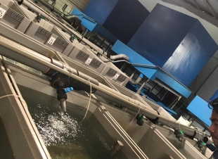 مركز أبحاث الثروة السمكية بجدة يوزع ١٥٠ الف يرقة أسماك بلطي على مشاريع الأستزراع المائي