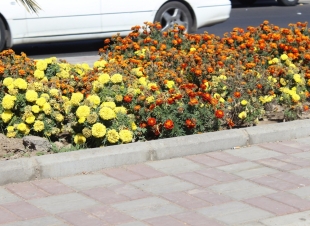 شوارع المدينة المنورة تلبس حلتها الجديدة