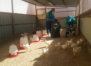 أمانة جدة تنفذ جولات مشتركةلمكافحة انفلونزا  الطيور 