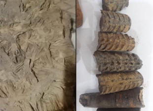 مهتم يعثر على أحافير في تبوك وتيماء تعود للعصر الأردوفيشي قبل ٤٨٠ مليون سنة