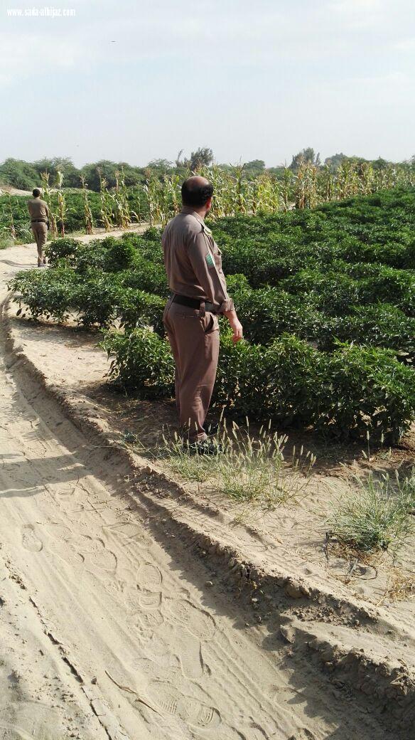 أمانة مكة تزيل مزارع وتتلف محاصيل غير صحية