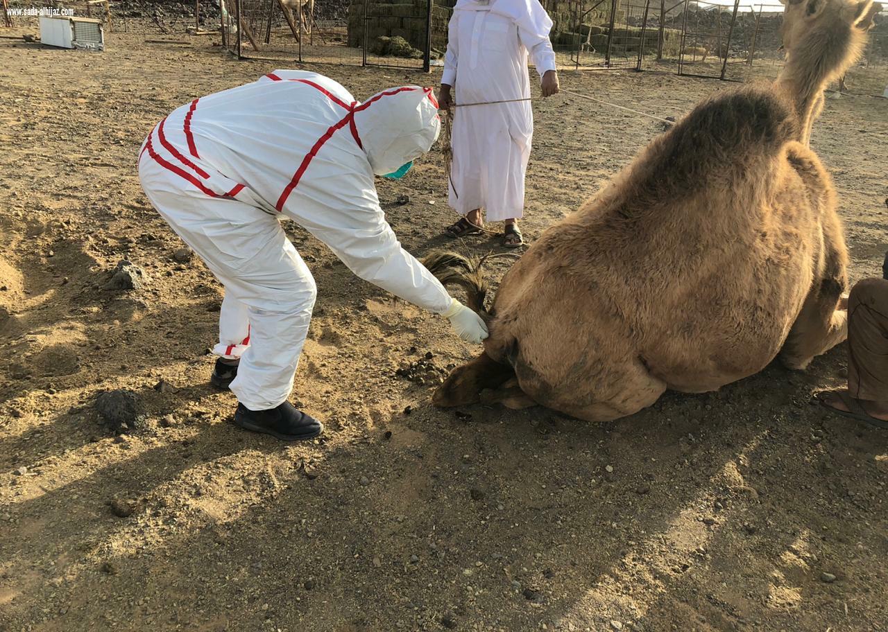 بالصور..فرقة بيطرية تابعة لفرع وزارة البيئة بالمدينة المنورة تستجيب لبلاغ مواطن بنفوق مفاجيء للإبل