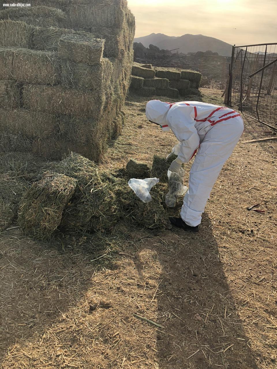 بالصور..فرقة بيطرية تابعة لفرع وزارة البيئة بالمدينة المنورة تستجيب لبلاغ مواطن بنفوق مفاجيء للإبل
