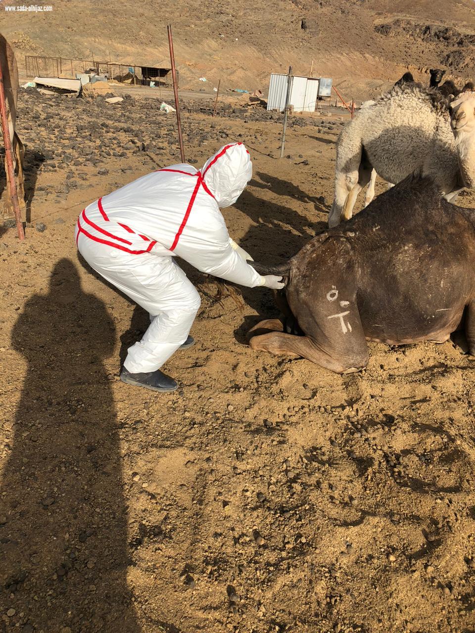 بالصور..فرقة بيطرية تابعة لفرع وزارة البيئة بالمدينة المنورة تستجيب لبلاغ مواطن بنفوق مفاجيء للإبل